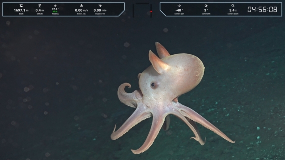 Grimpotheutis octopus